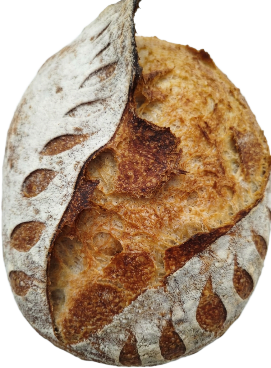 Masa madre